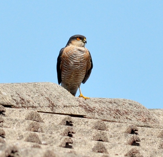 Falco